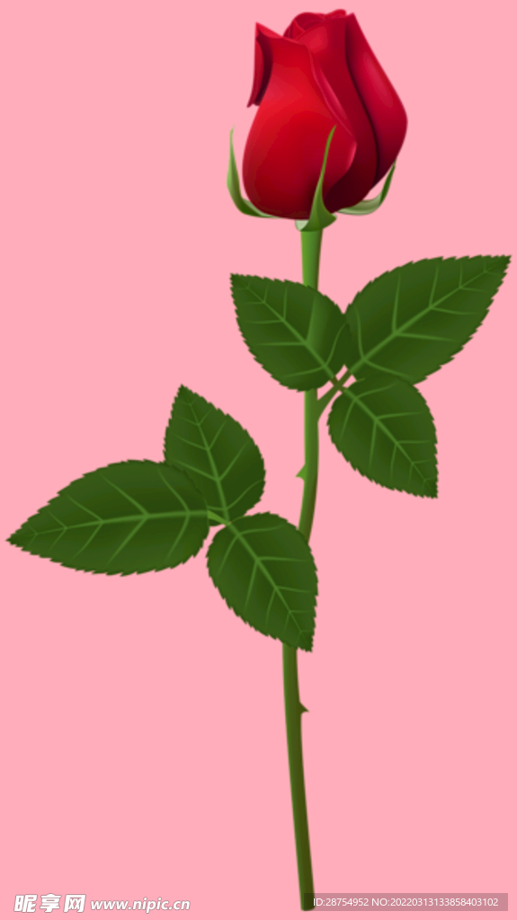 玫瑰花
