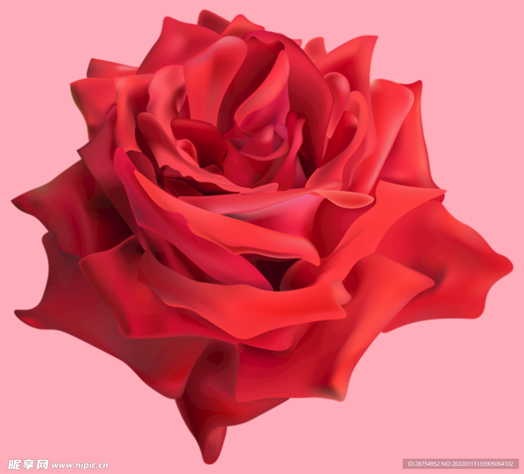 玫瑰花