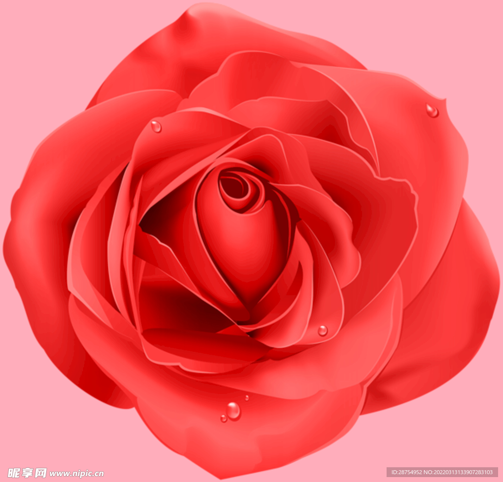 玫瑰花