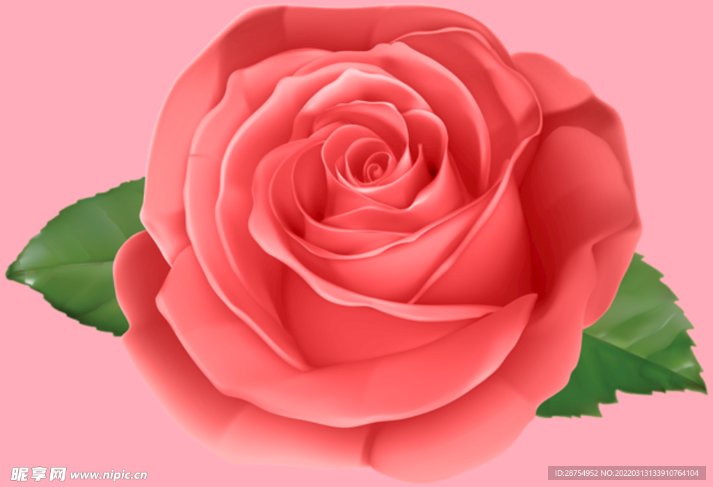 玫瑰花
