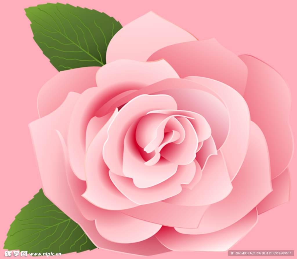 玫瑰花