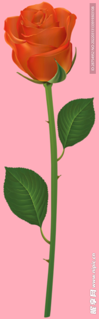 玫瑰花