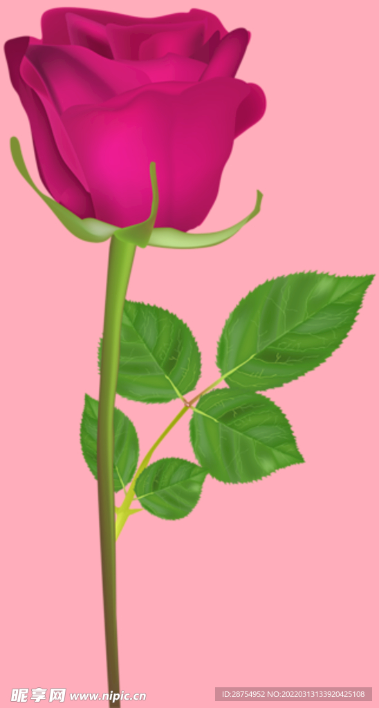 玫瑰花