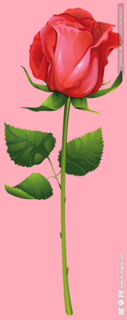 玫瑰花