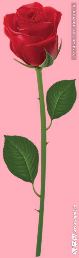 玫瑰花