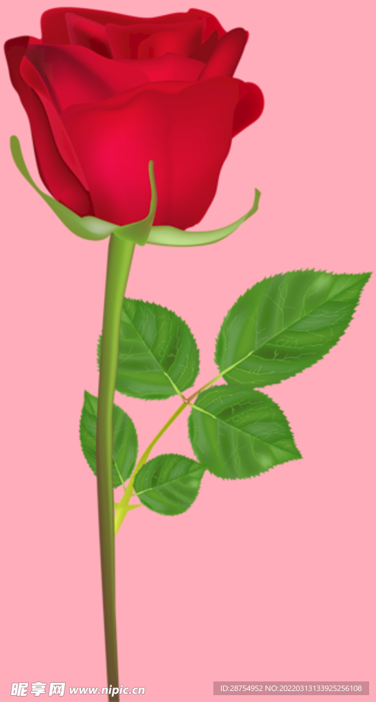 玫瑰花