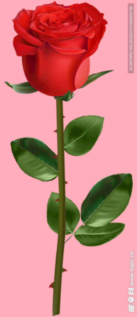 玫瑰花