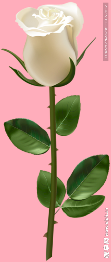 玫瑰花