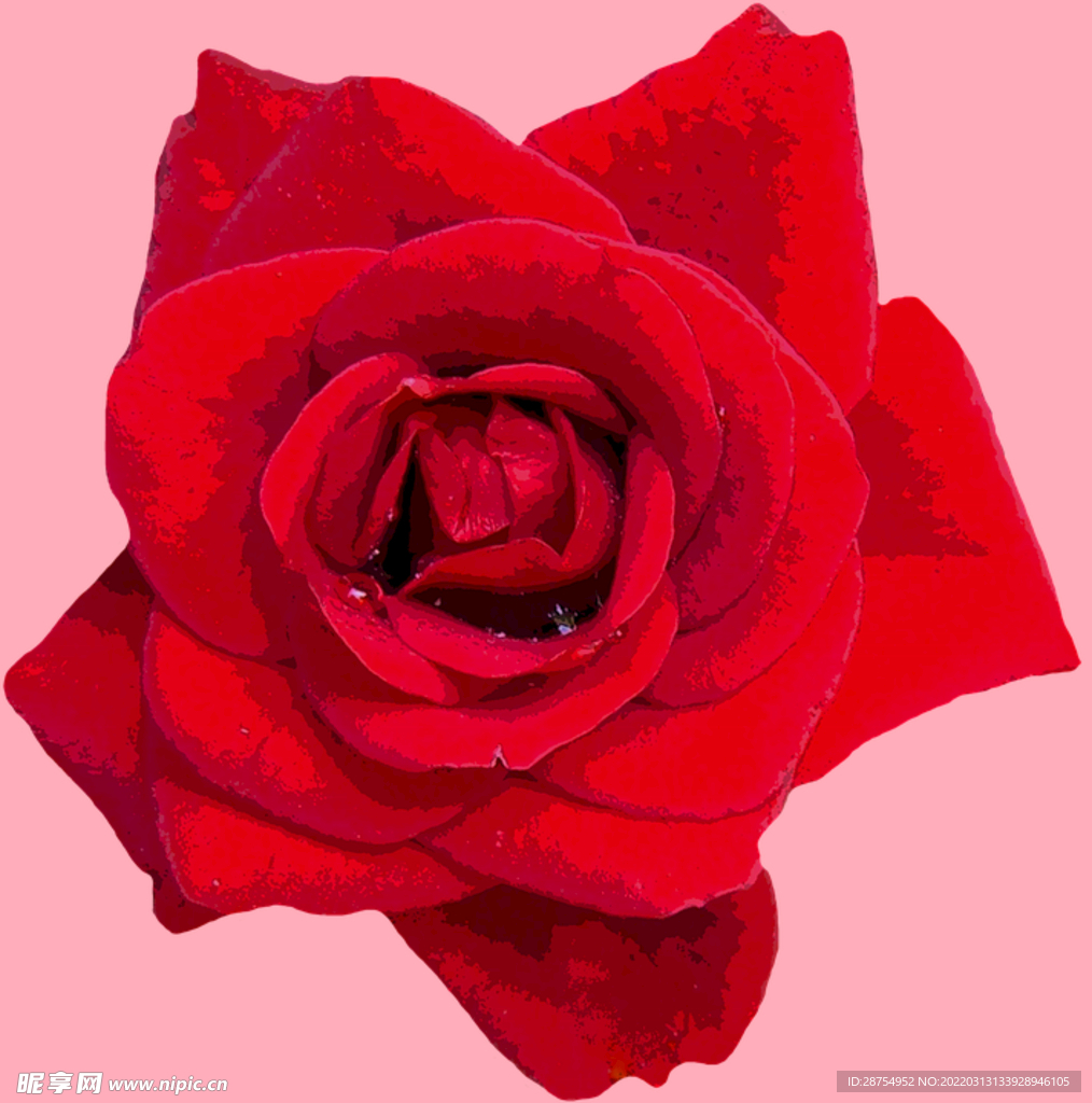玫瑰花