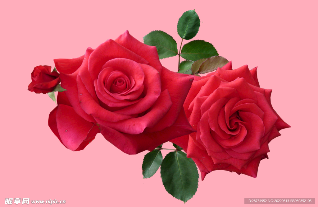 玫瑰花