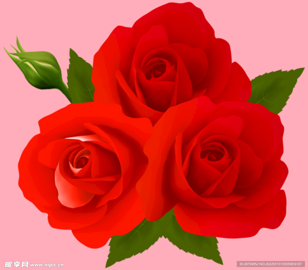 玫瑰花