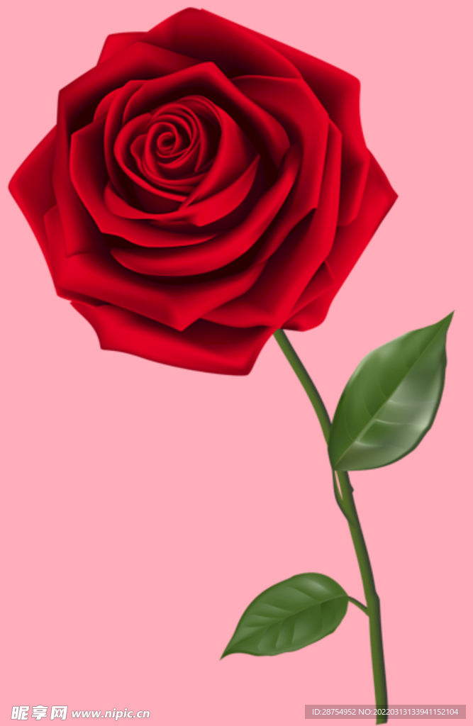 玫瑰花