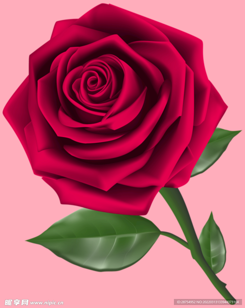 玫瑰花
