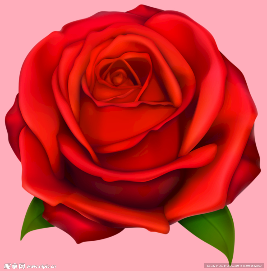 玫瑰花