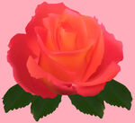 玫瑰花