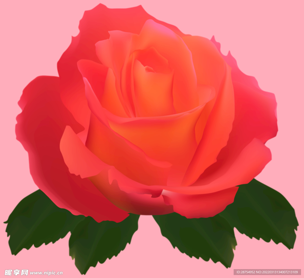 玫瑰花