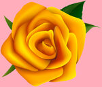 玫瑰花