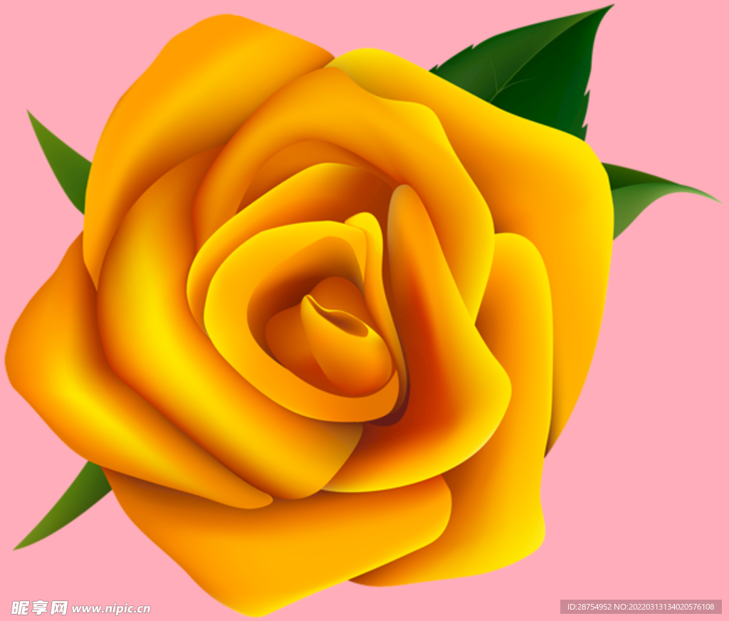 玫瑰花
