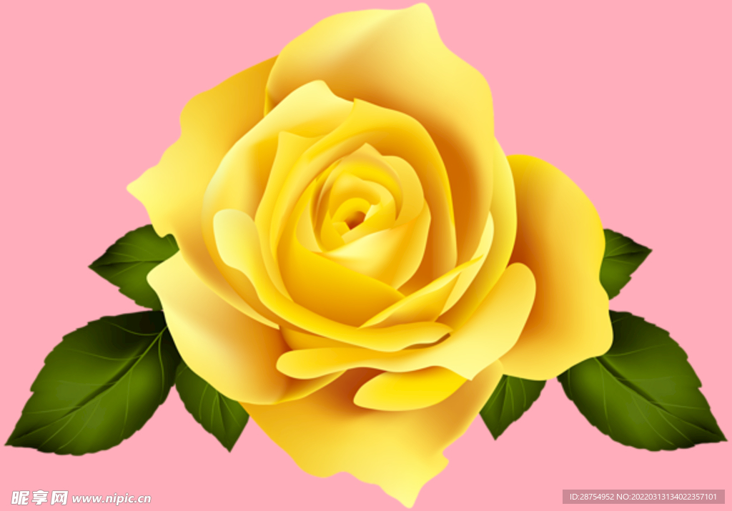玫瑰花