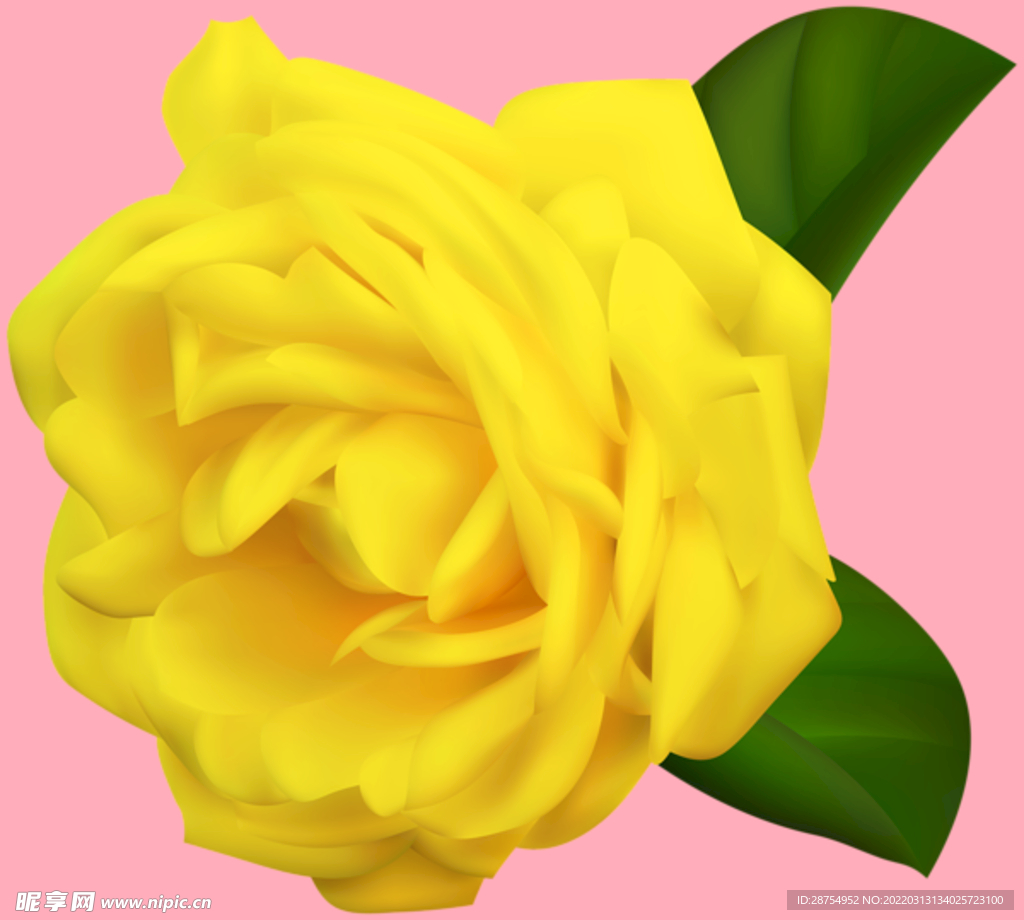 玫瑰花