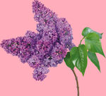丁香花