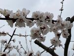 杏花