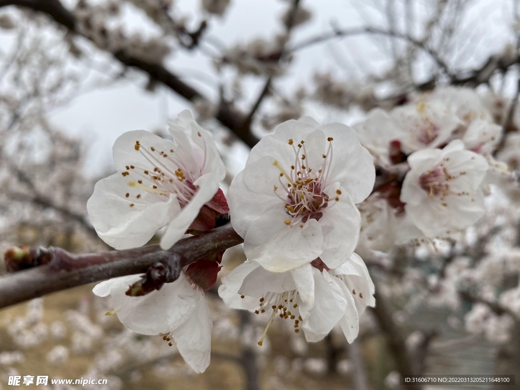 桃花