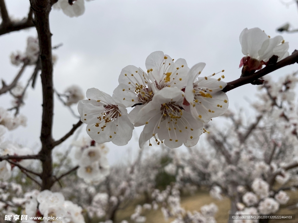 桃花