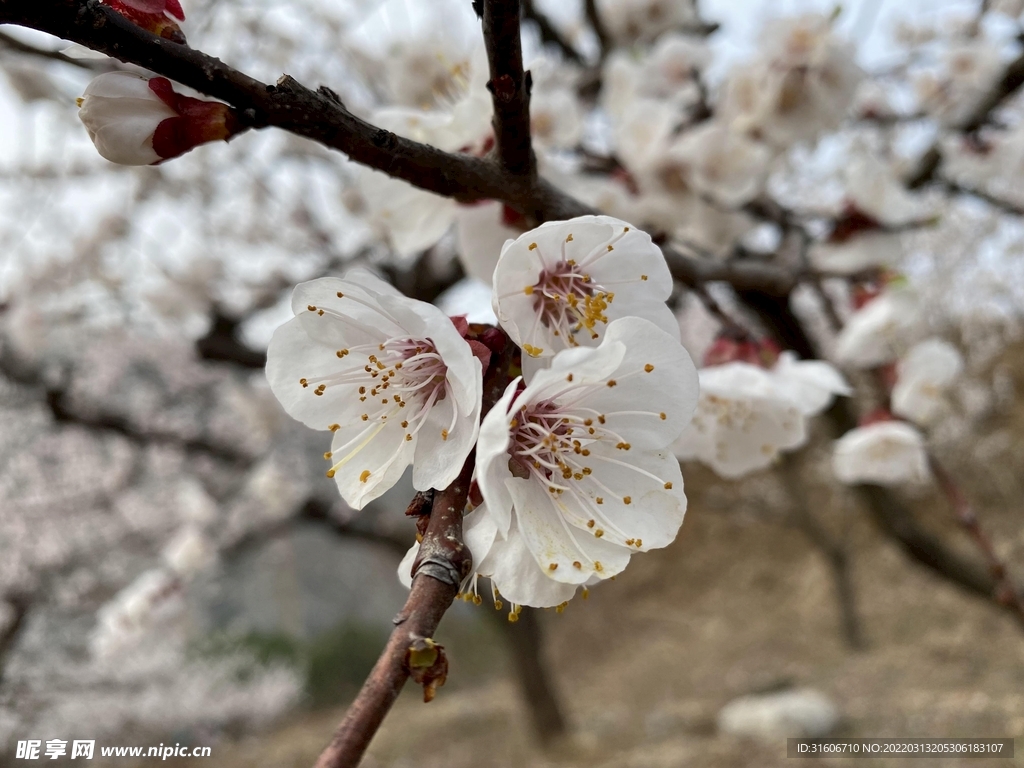 桃花