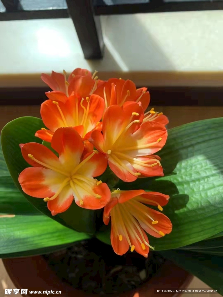 君子兰花