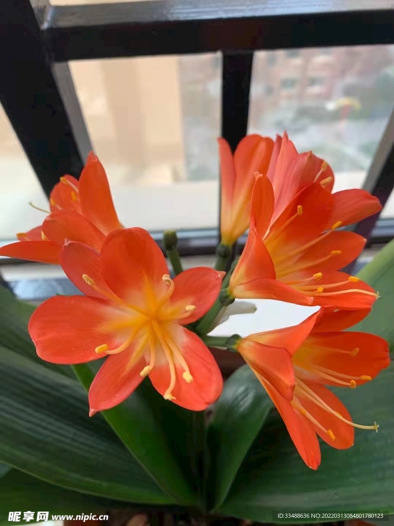 红花