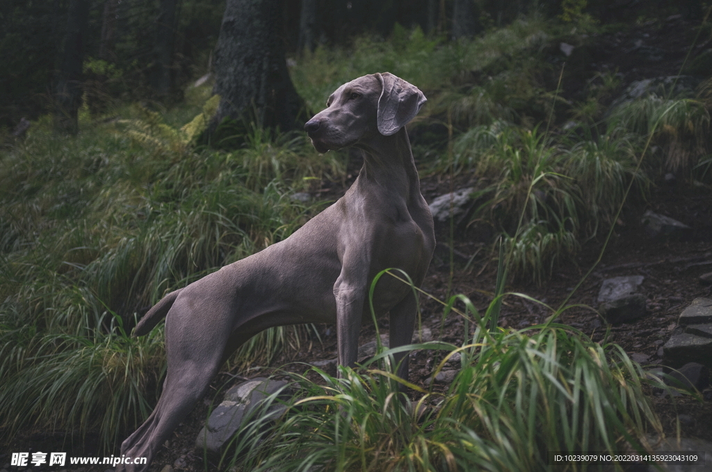 魏玛犬 