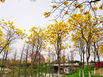黄金风铃花树林