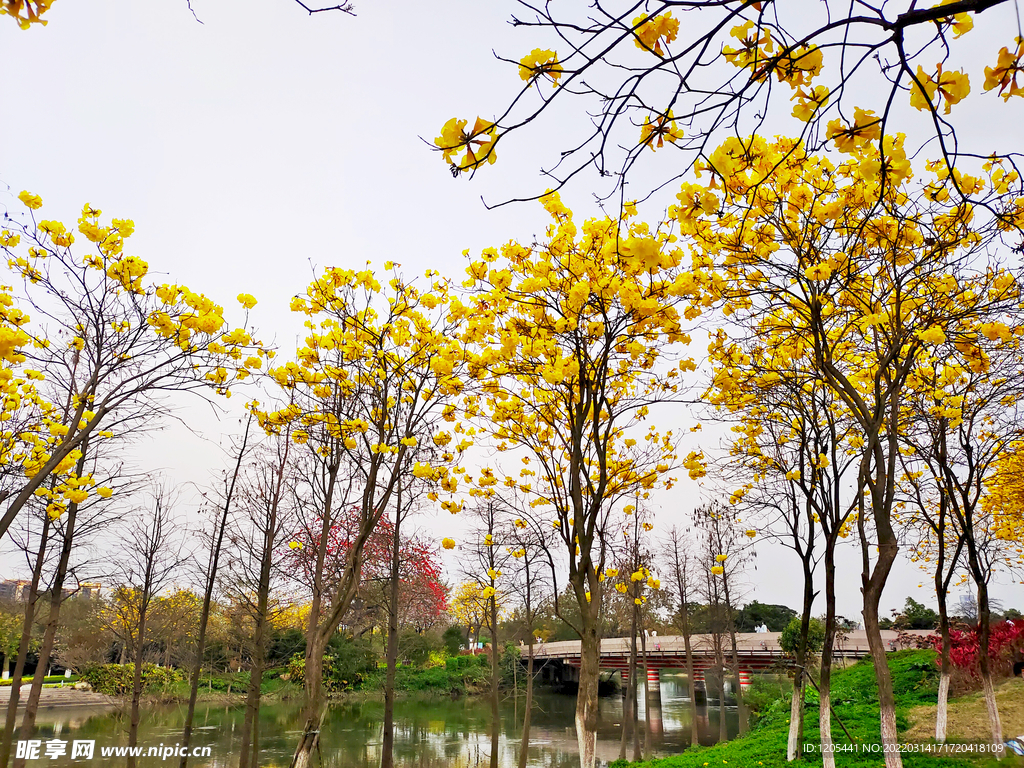 黄金风铃花树林