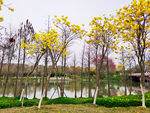 黄金风铃花树林