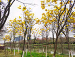 黄金风铃花树林