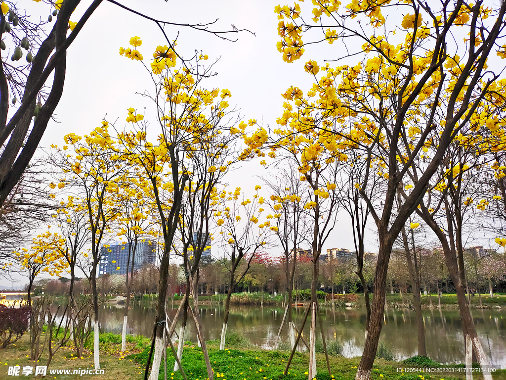 黄金风铃花树林