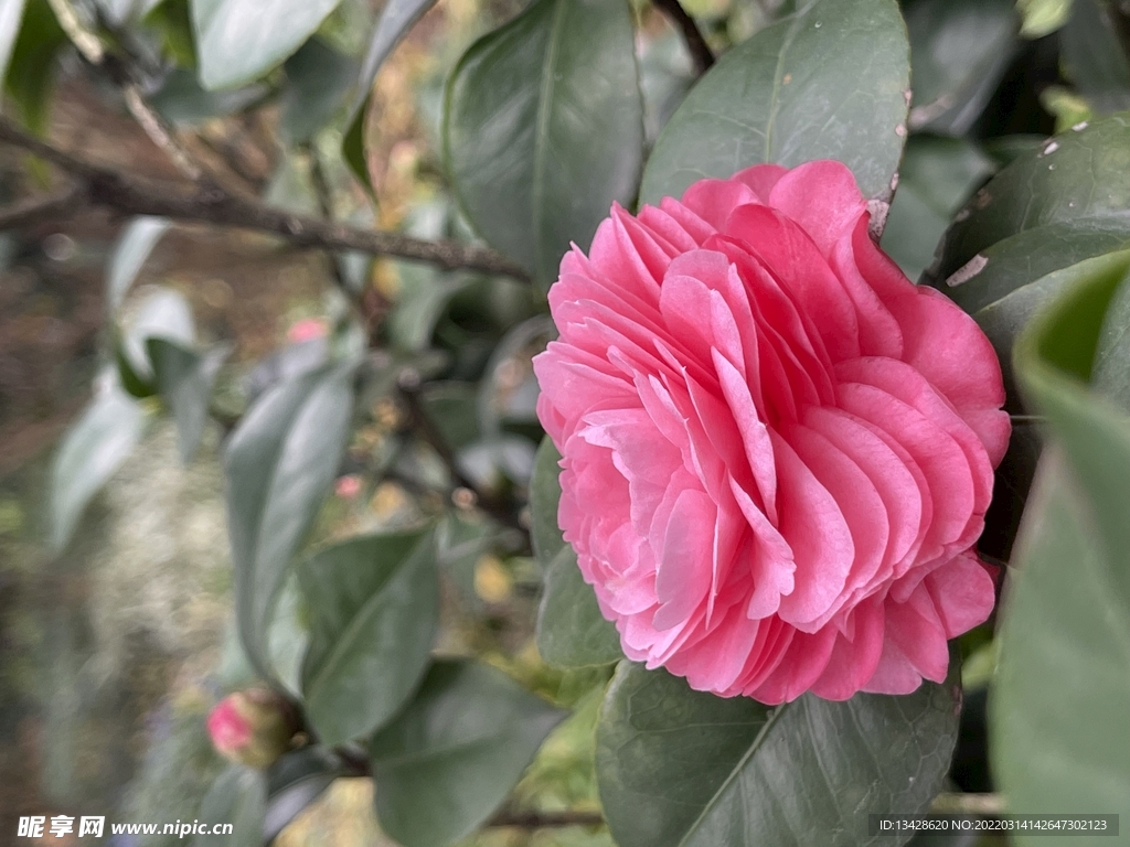 山茶花粉色