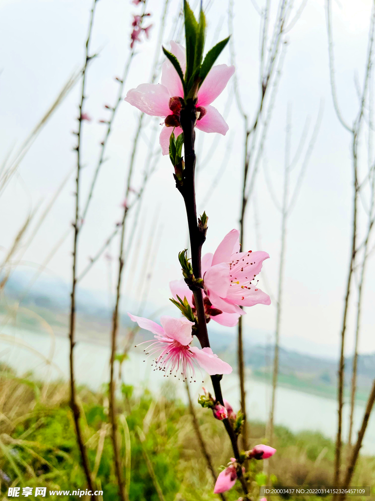 桃花