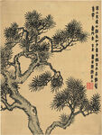松树  