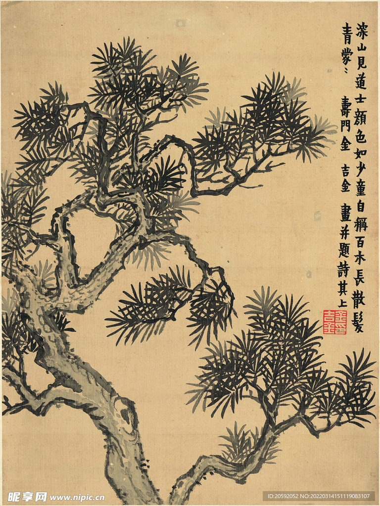 松树  