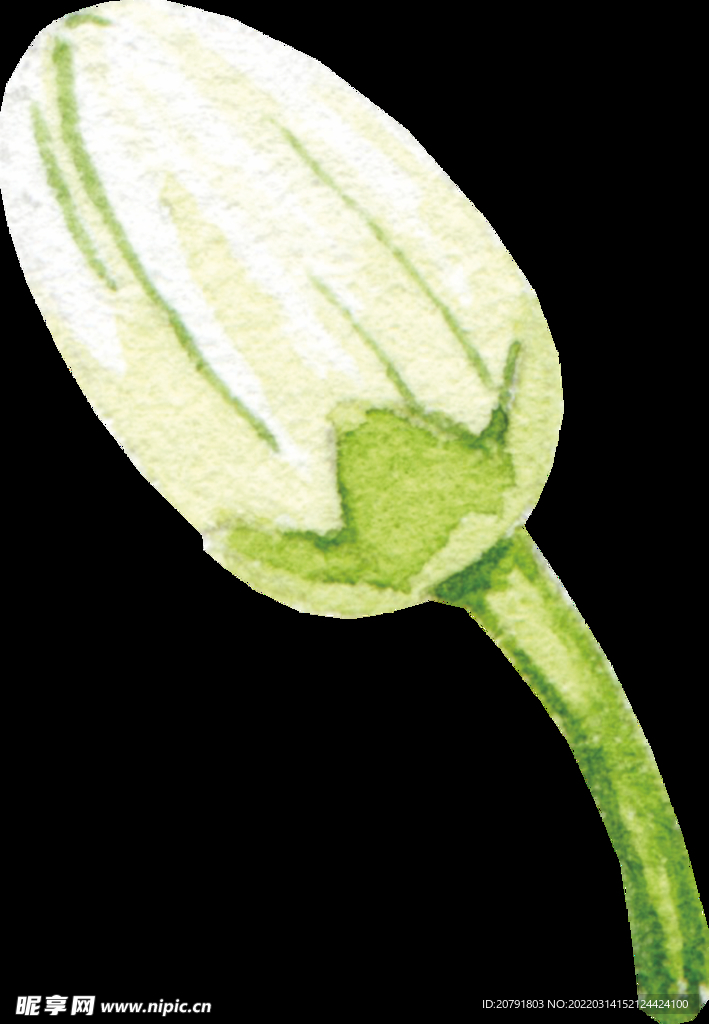 花卉手绘