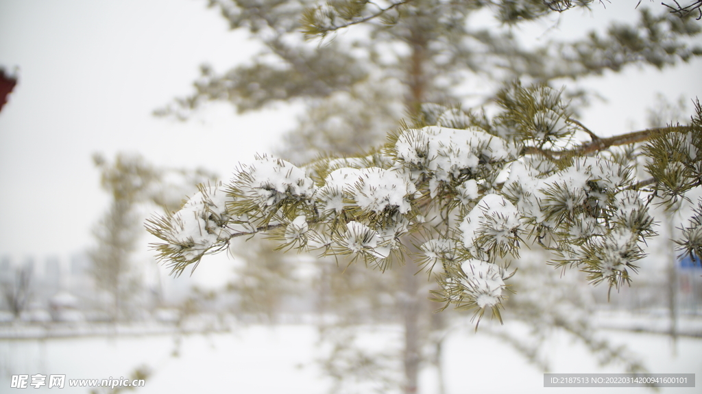 冬天雪景