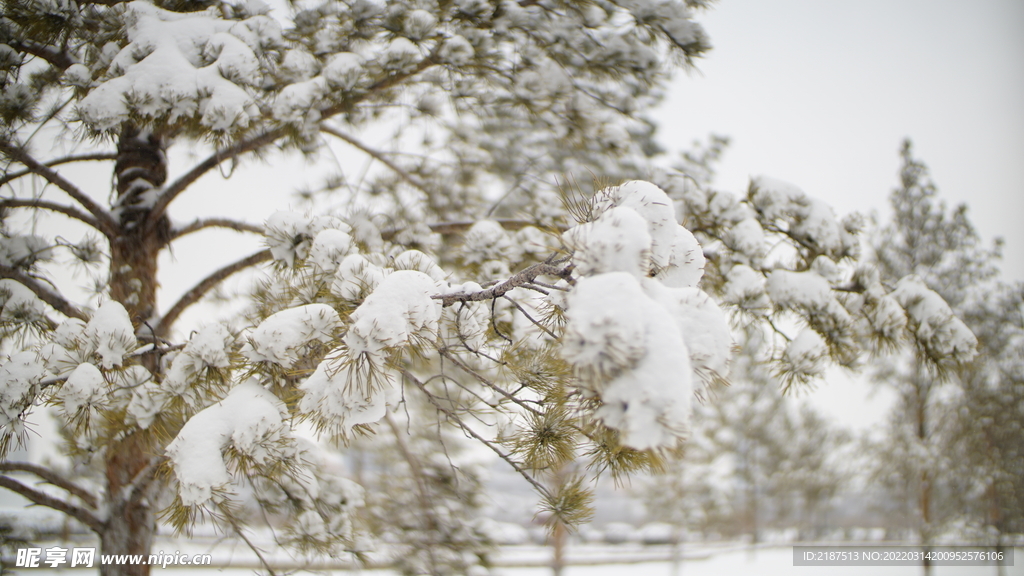 雪景