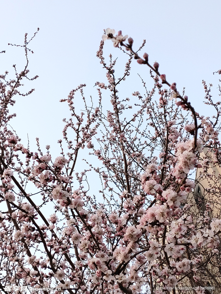 春天粉色桃花繁花盛开