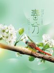 简约春分海报