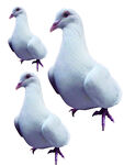 鸽子