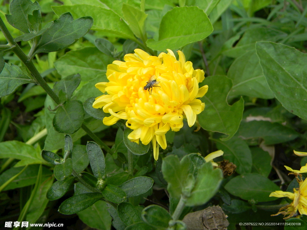 菊花