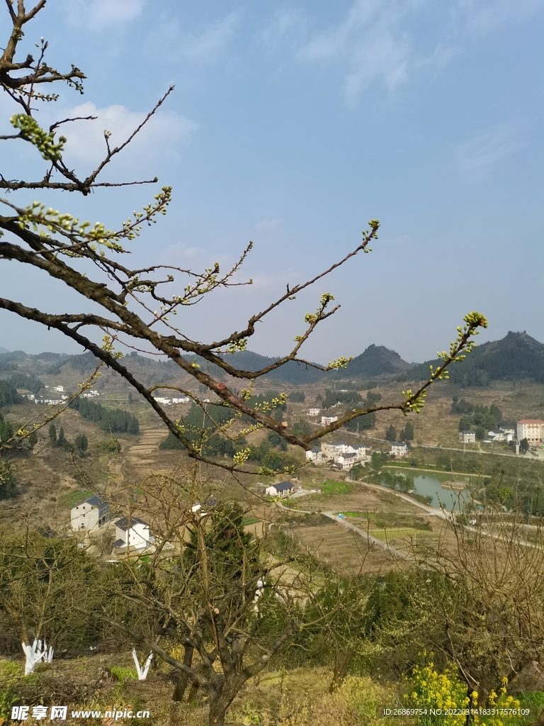 李子花基地