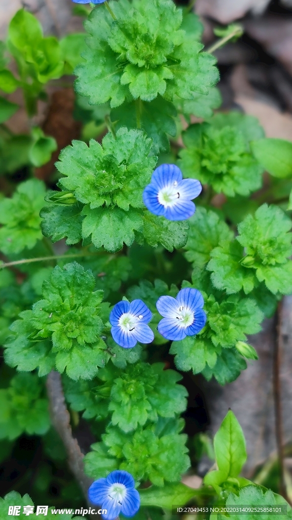 路边的野花